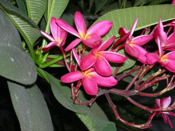 Thaïlande2007-04-20_27